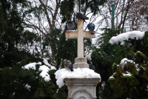 cesmatrecepozivcima21